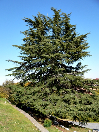{Cedrus deodara}